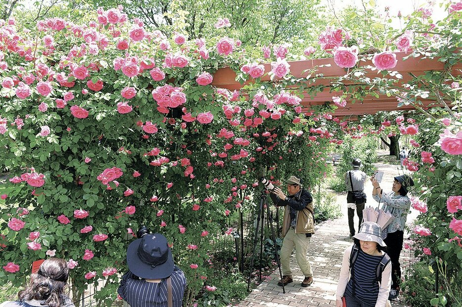 色鮮やかなバラのアーチを堪能する来園者たち（信州スカイパーク）