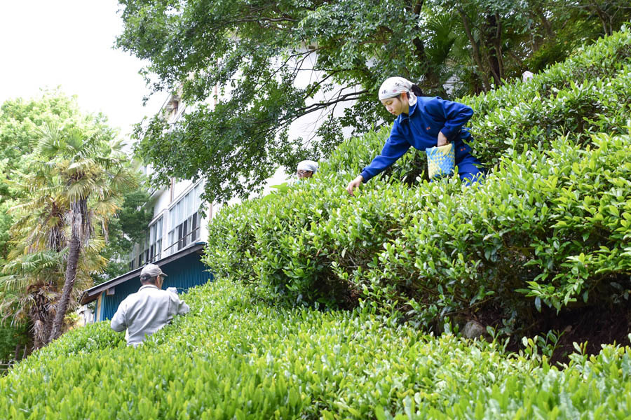 急斜面の茶畑で茶葉を摘む天龍中の生徒