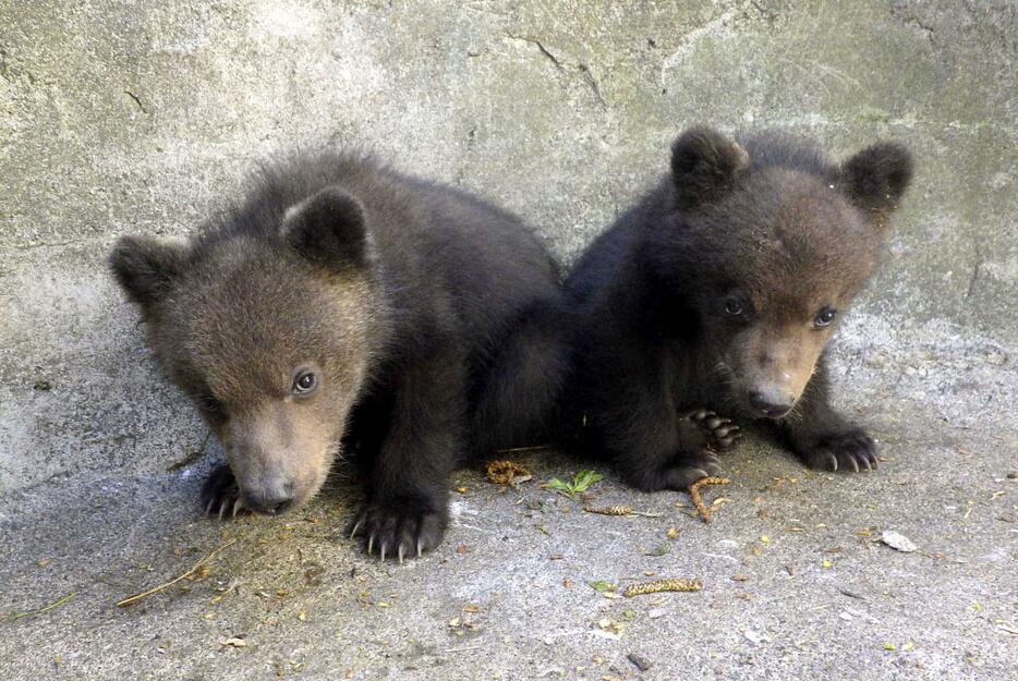 のぼりべつクマ牧場で1月に生まれ、名前が決まったエゾヒグマの「アシリ」（左）と「ルイ」＝18日、北海道登別市