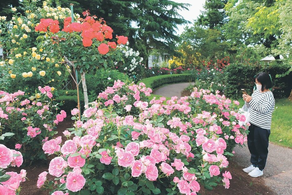 色鮮やかなバラが咲きそろう県花総合センター