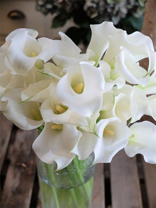 カラーには多くの白花品種があります。写真は‘スノーストーム’で、純白が非常に美しく、苞が緩く波打つさまに気品が感じられます。