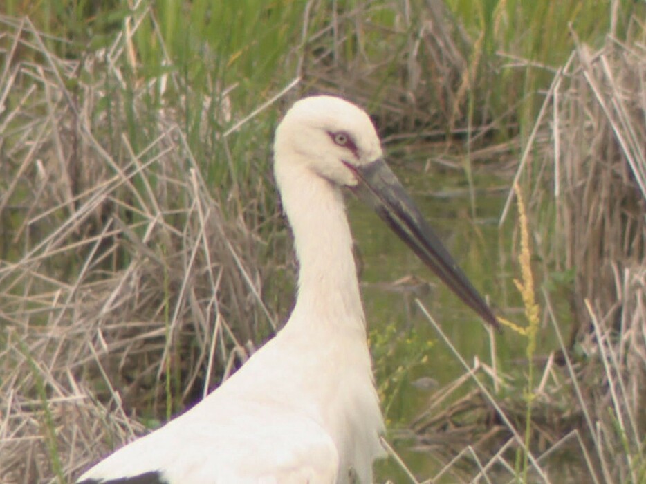 愛知県西尾市に飛来したコウノトリ