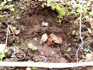 牧野内地区で発見されたクマの足跡（提供 根室市）