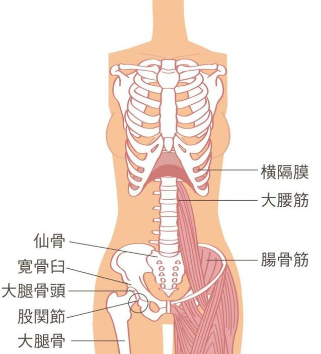 リンパケア＜股関節を緩める＞太ももや骨盤まわりの筋肉解剖図