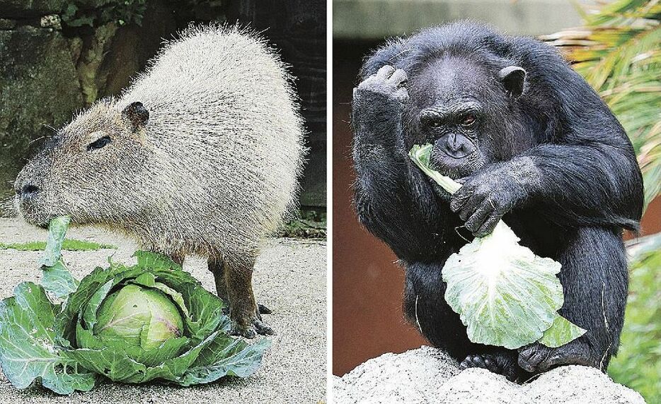 規格外の地元産キャベツを食べるカピバラ（左）とチンパンジー（右）＝２４日、和歌山県白浜町で
