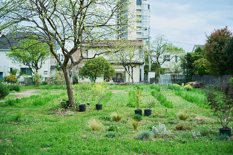 小学校に隣接する、渋谷さん兄弟が生まれ育った実家にある畑と芝生。緑が心地よい、ご近所のみなさんの貴重な憩いの場になっています（写真撮影／相馬ミナ）