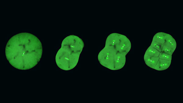 分裂する胚細胞（左から受精したばかりの1細胞期と2細胞期、4細胞期、8細胞期）。白い点に見える部分が染色体で、染色体から鉄アレイのような形に広がった紡錘体が強く緑色に光る（沖縄科学技術大学院大学提供）