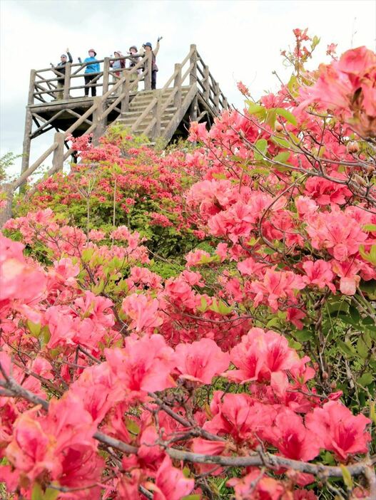 高柴山の山頂を赤く彩るヤマツツジ