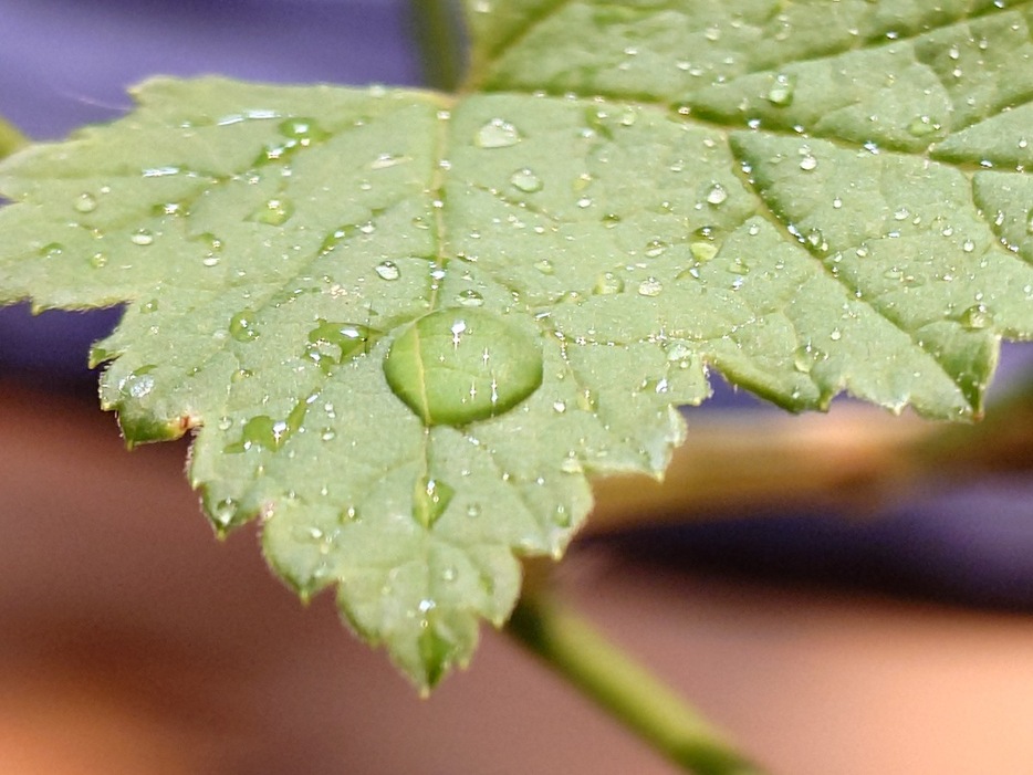 水滴も鮮明に撮影できた。背景が大きくぼけるのも魅力