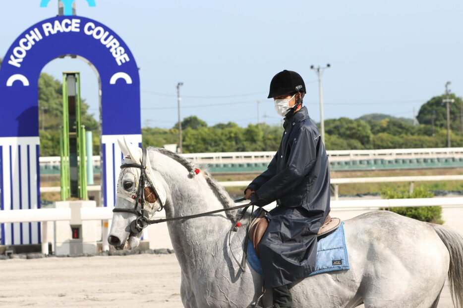 高知競馬場で誘導馬デビューしたジョーアラビカ (C)高知県競馬組合