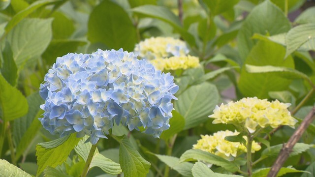 梅雨入りを前に　季節の花を楽しめるスポットを紹介　香川