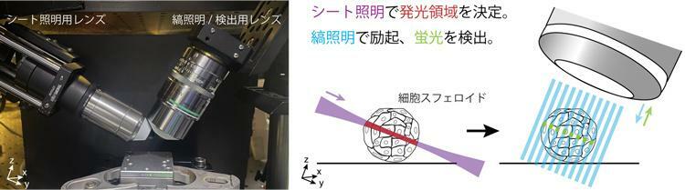 SPA-SIMではレンズを2つ使う（左）。シート照明用レンズで発光する場所を決め、もう一つのレンズが縞照明で生じた蛍光を検出する（大阪大学の天満健太助教提供）