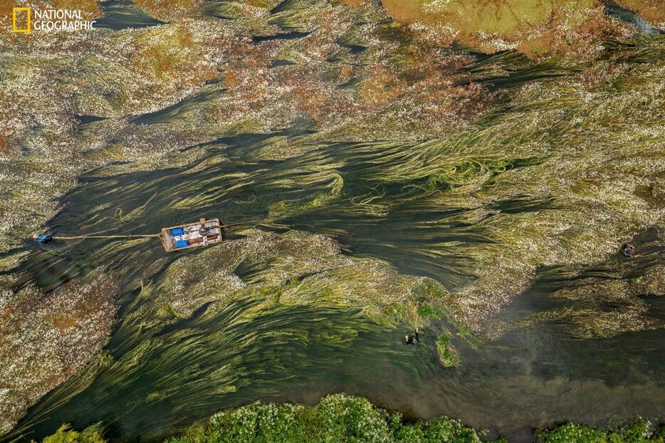 英国ハンプシャー州のエイボン川で、管理人がキンポウゲ属の水草を切り戻す。こうした植物は、川の生き物に日陰やすみかをもたらすが、伸び過ぎると釣りができなくなる。（PHOTOGRAPH BY CHARLIE HAMILTON JAMES）