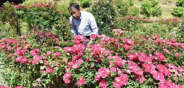 見頃を迎えているバラ園で手入れをする野辺保雄さん