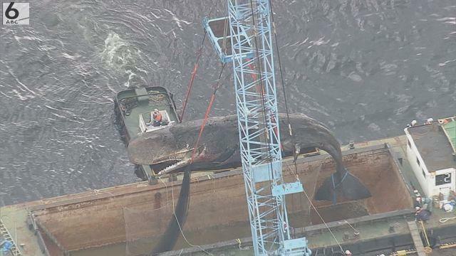 クレーンで船に積み込まれるクジラの「淀ちゃん」の死骸