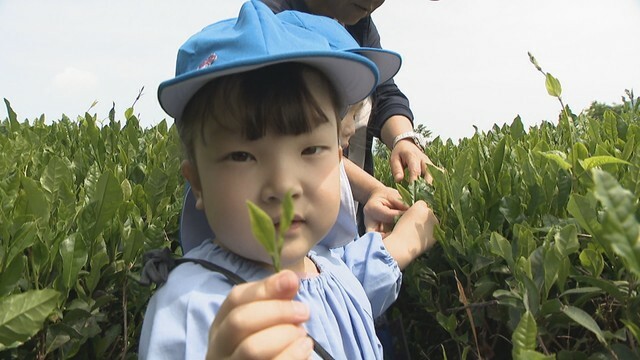 三豊市の高瀬町で園児が茶摘み体験