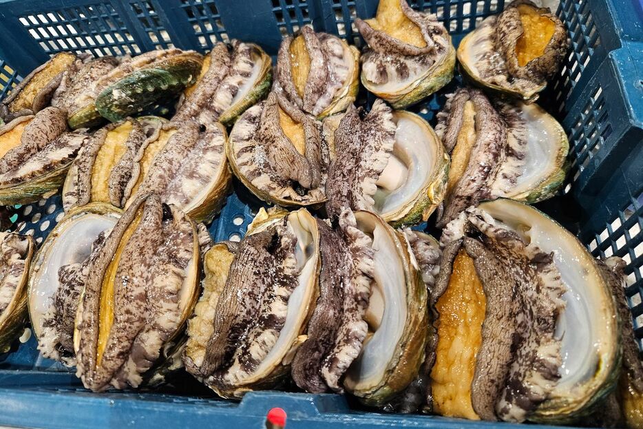 高級食材・アワビの密漁は、最大3000万円の罰金が科される　写真：筆者提供