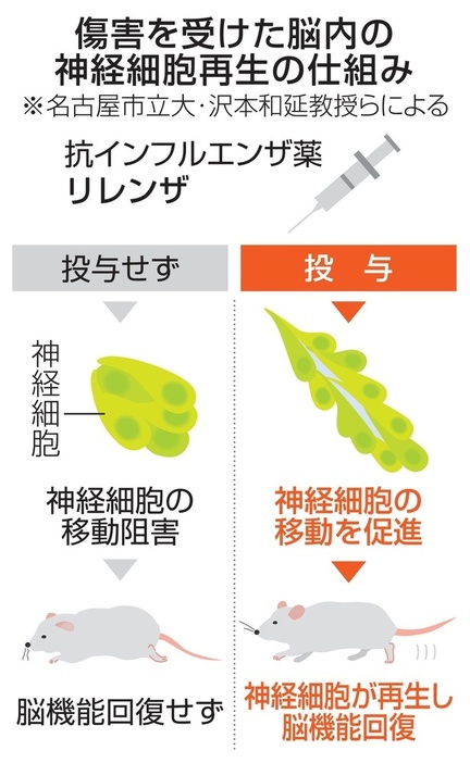 傷害を受けた脳内の神経細胞再生の仕組み