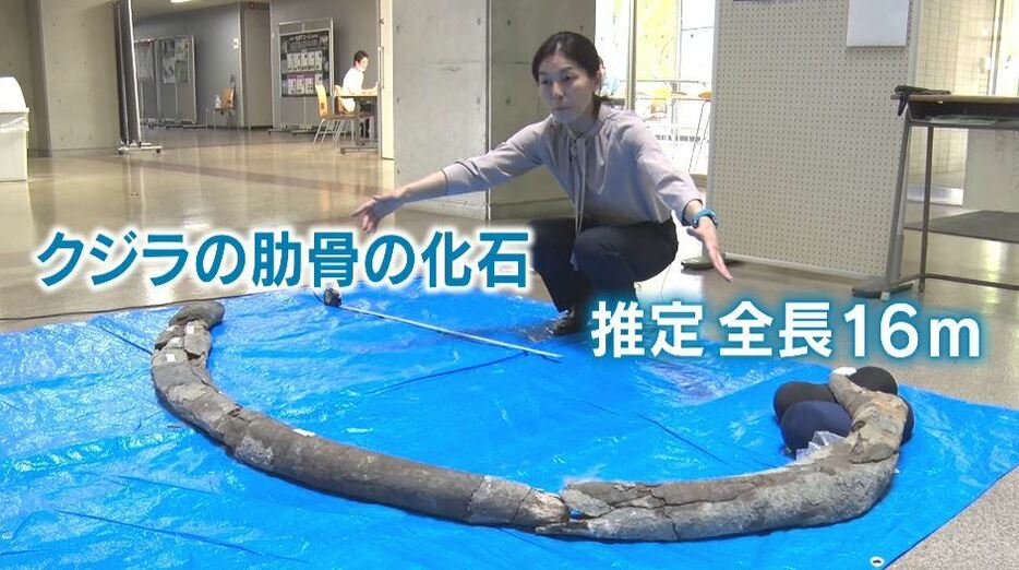 クジラの肋骨の化石について説明する信州大学理学部・山田桂教授