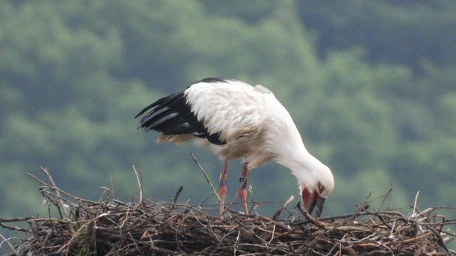 コウノトリ（まんのう町 提供）