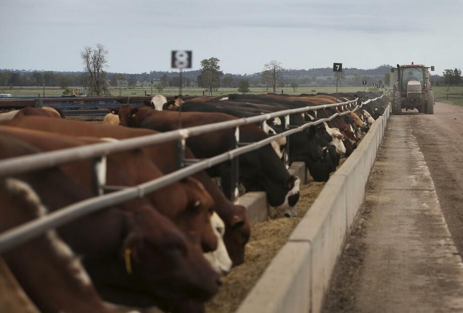 オーストラリア・クイーンズランド州で飼育される肉牛＝2021年1月（ゲッティ＝共同）