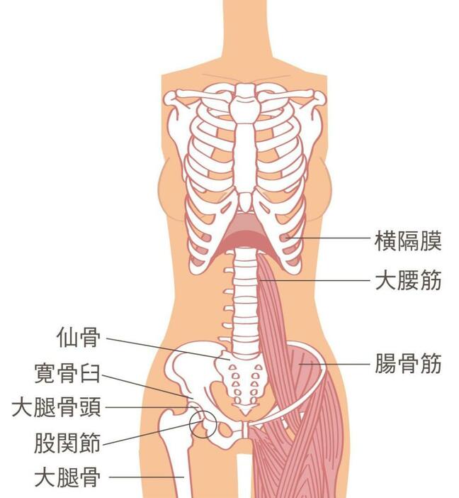 横隔膜を緩めるために知っておきたい解剖図