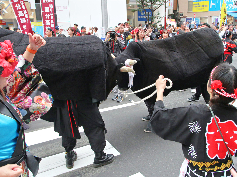 渋谷・鹿児島おはら祭で闘牛の熱気を表現する徳之島町商工会女性部＝19日、東京・渋谷