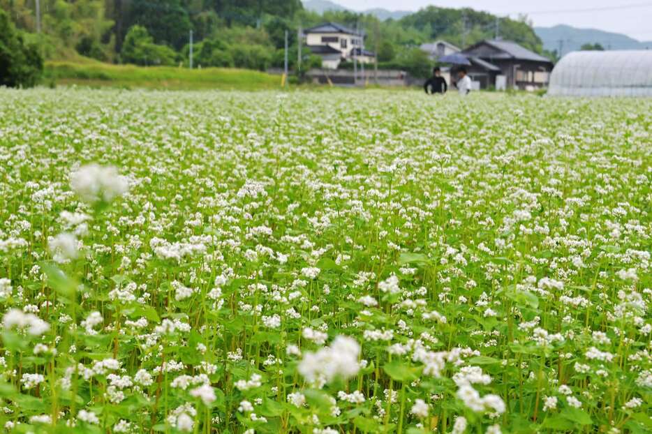 畑いっぱいに広がる夏ソバの白い花＝２２日午後、日置市吹上町田尻