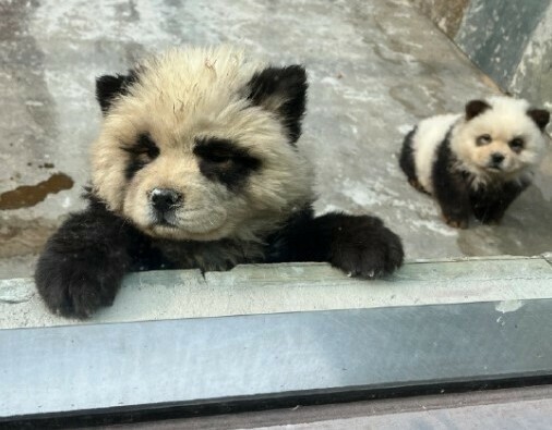 中国江蘇省の泰州動物園が中国の土着犬「チャウチャウ」をパンダのように染めて観客に公開し「動物虐待論争」が起きている=ウェイボーより