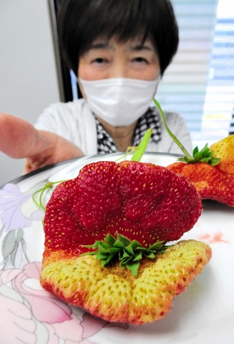珍しい形のイチゴを収穫した女性＝5月16日、福井県坂井市