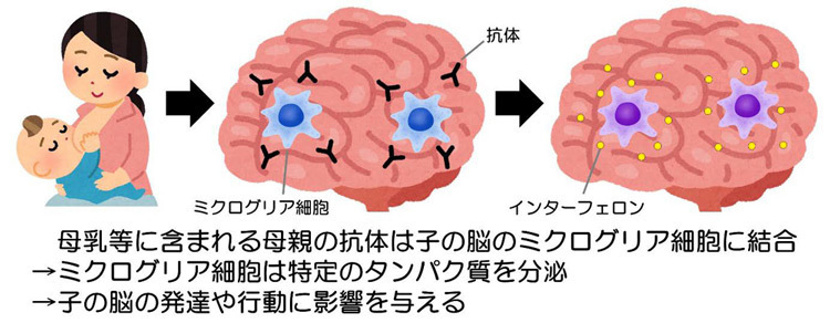 今回の研究のイメージ図。マウスの母乳中の抗体はミクログリア細胞に結合し、神経細胞の生存に関与するⅠ型インターフェロンを生じる（群馬大学提供）