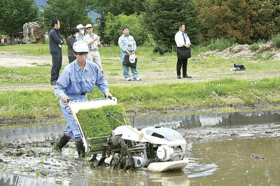 下水汚泥をすき込んだ区画にコシヒカリの苗を植える生徒