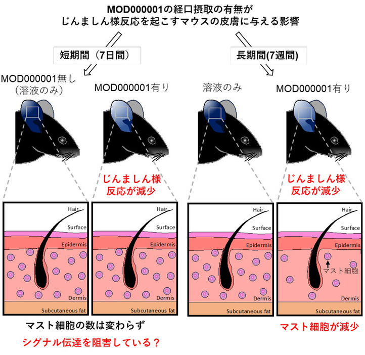 静脈に投与した青色の染色液が耳で濃くなるほどじんましん様反応の程度が強いと分かるマウスにMOD000001を飲ませると、じんましん様反応が弱くなった。7週間飲ませると皮膚の中のマスト細胞が減った（山梨大学の中尾篤人教授提供）