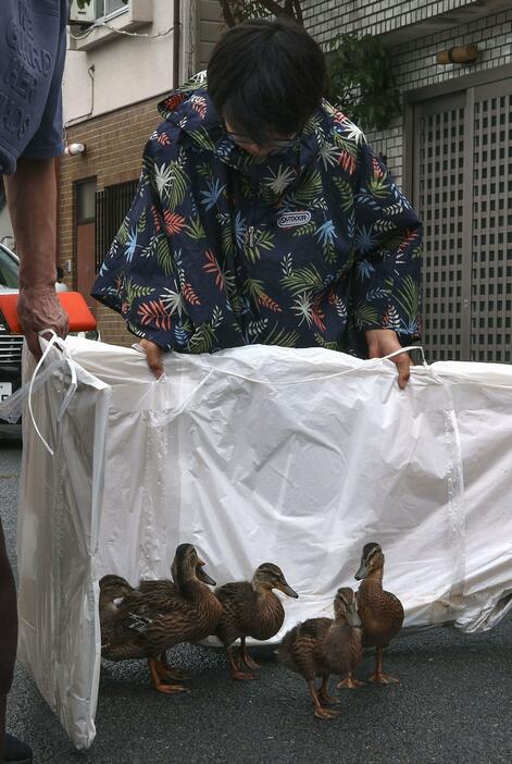 鴨川へ向かって移動する子ガモ＝19日、京都市