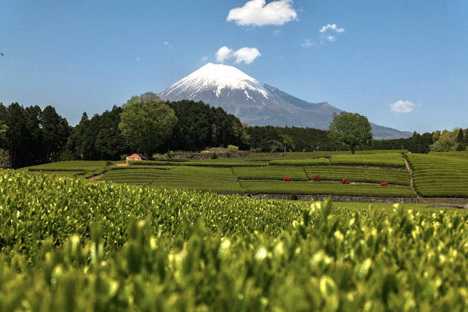 富士山の茶の間