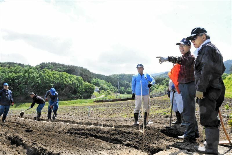 種イモを植える作業に取り組む組合員ら