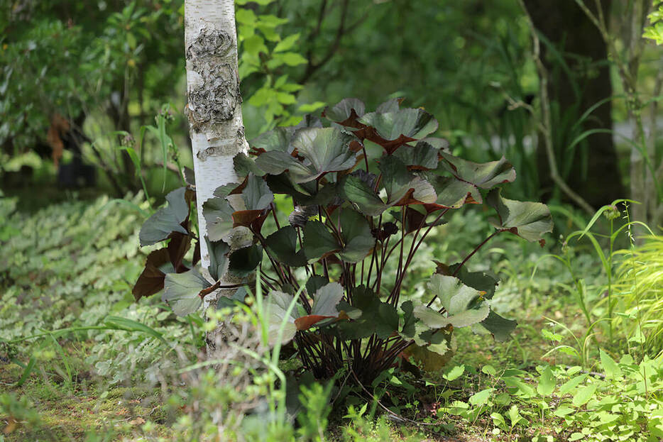 （撮影／桜野良充）