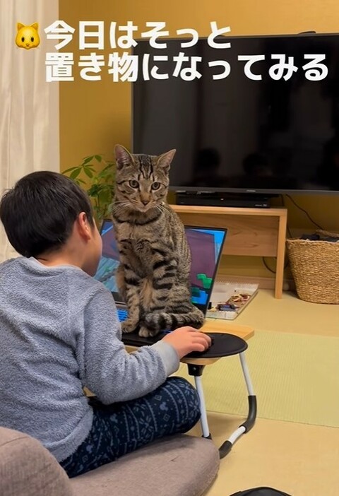 パソコンゲームに夢中の男の子と構ってほしい猫さんたちが繰り広げる“攻防戦”（ZOZOさん提供、Instagramよりキャプチャ撮影）