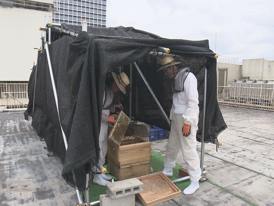 名古屋栄三越の屋上で飼育されているミツバチ