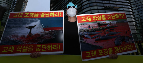韓国動物保護連合の活動家が29日午後、ソウル鍾路区の在韓日本大使館前で、日本の水産庁が10日にナガスクジラを捕鯨対象とすることを認めると発表したことを批判し、捕鯨の中止を求めている=キム・ジョンヒョ記者