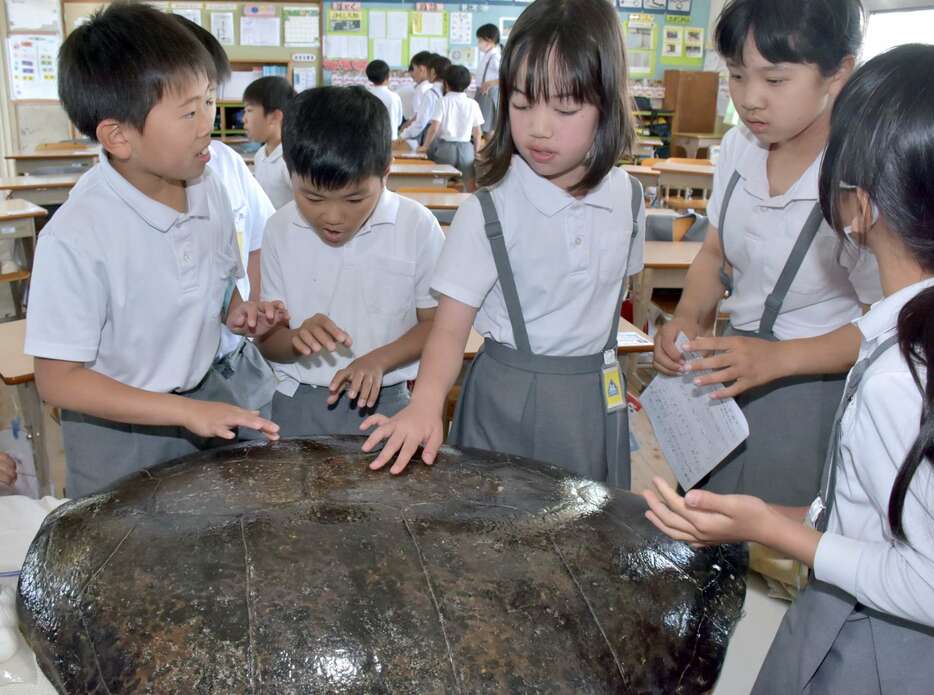 興味津々の様子でウミガメの甲羅に触れてみる脇本小学校の子どもたち＝阿久根市の同校