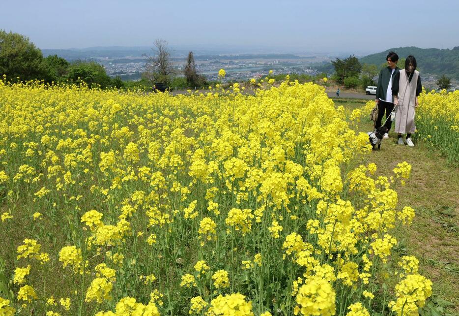 黄色に染まり見頃を迎えた山本山高原の菜の花畑=4月29日、小千谷市
