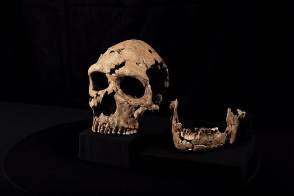 ケンブリッジ大学の研究チームが200個ほどの骨片を合わせて完成させたシャニダールZの頭蓋骨=ケンブリッジ大学提供
