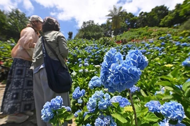 梅雨入り前の青空の下、鮮やかに咲くアジサイ＝20日、本部町伊豆味の「よへなあじさい園」