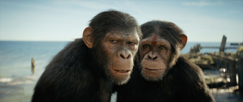 映画『猿の惑星／キングダム』場面写真