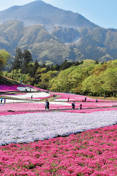 武甲山をバックに咲き誇っているシバザクラ＝4月20日、埼玉県秩父市大宮の羊山公園