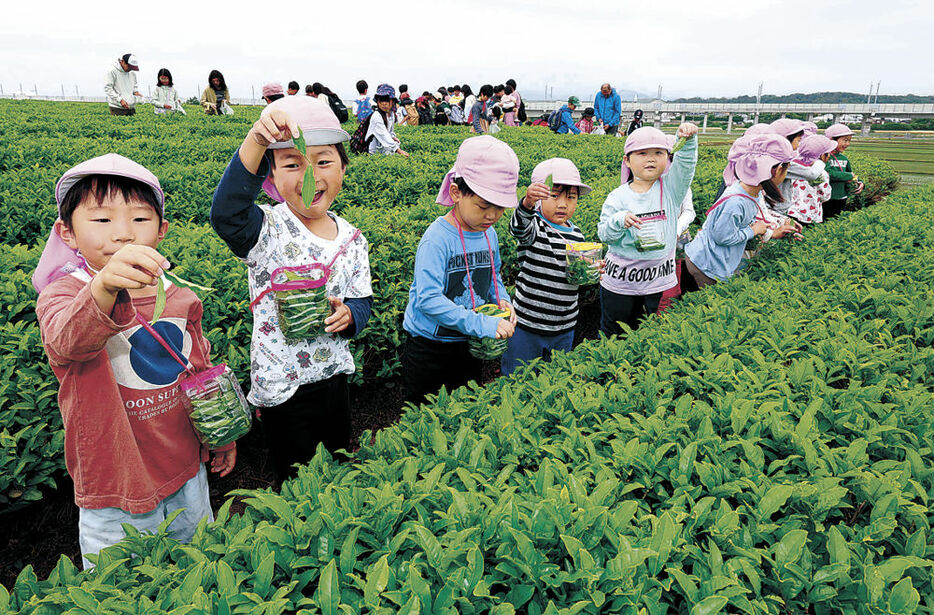 一番茶の葉を摘み取る園児＝２１日午前９時４５分、加賀市打越町