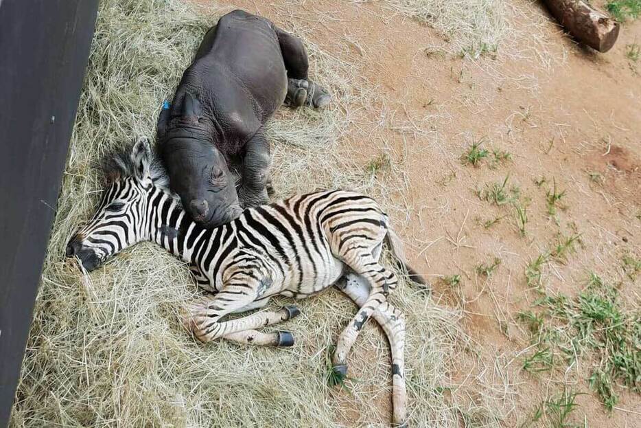 野生のサイ保護区で身を寄せ合って眠るデイジーとモジャジ。（Photograph by Care For Wild Rhino Sanctuary）