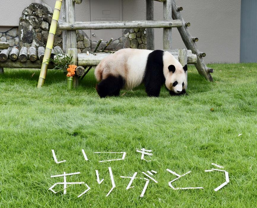 「いつもありがとう」のメッセージなどを贈られたジャイアントパンダの良浜＝12日午前、和歌山県白浜町のアドベンチャーワールド