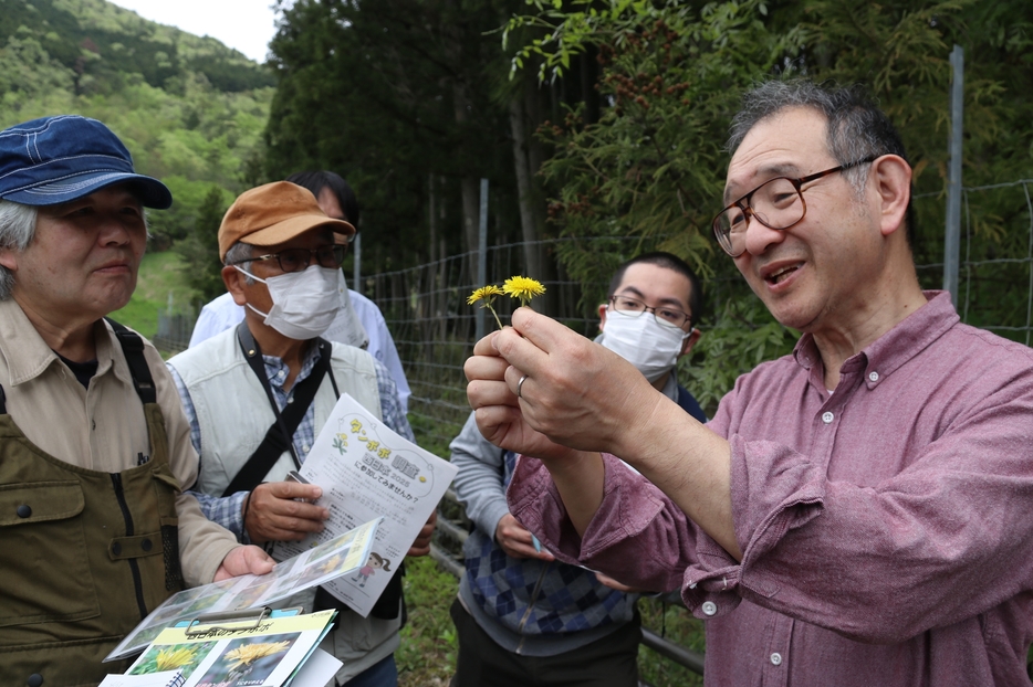 鈴木研究員の指導で、タンポポを見比べる参加者たち＝兵庫県丹波市青垣町山垣で
